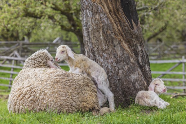 Sheep and young of the Württemberger breed, also known as Merinoland sheep. Sheep pasture on the