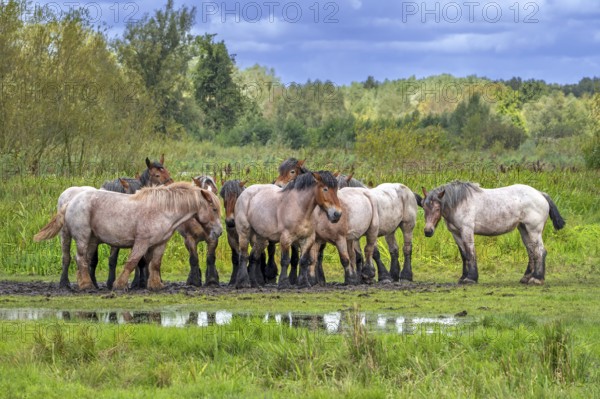 Herd of Koniks, Polish Konik horses resting in meadow of nature reserve De Bourgoyen-Ossemeersen