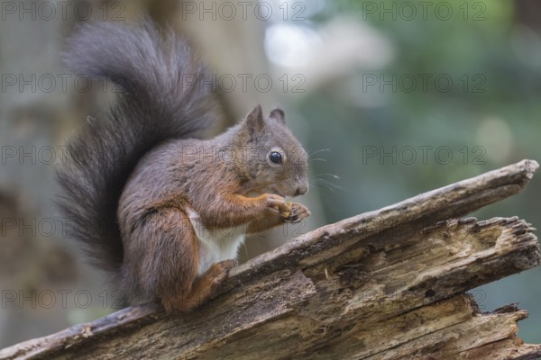 One Red squirrel or Eurasian red squirrel (Sciurus vulgaris) feeding on peanut. Trees in the