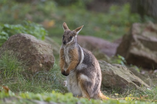 One yellow-footed rock-wallaby (Petrogale xanthopus), or ring-tailed wallaby sitting on grass