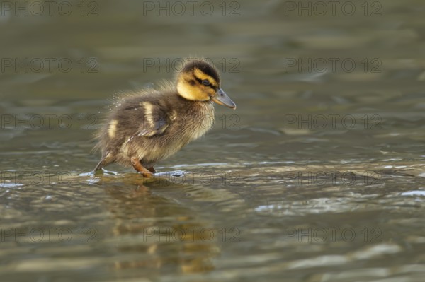 Mallard or Wild duck (Anas platyrhynchos) juvenile baby duckling bird on a lake, England, United