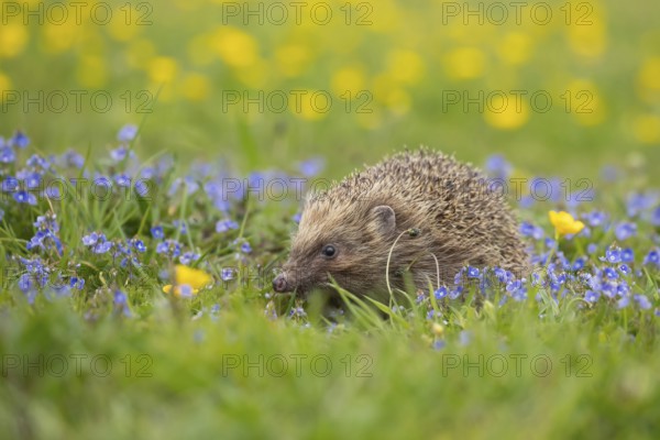 European hedgehog (Erinaceus europaeus) adult animal in a spring time meadow with flowering
