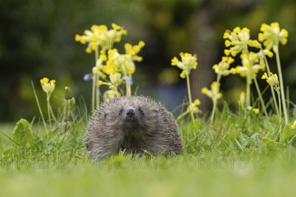 European hedgehog (Erinaceus europaeus) adult animal on a garden grass lawn next to flowering
