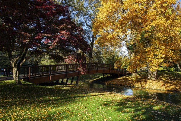 Trees in autumn colours, red and yellow, stream with wooden bridge, Zoological City Garden,