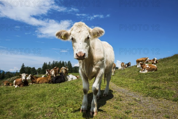 Dairy cows in front of a blue sky, Herzogenhorn, Southern Black Forest, Black Forest, Germany,