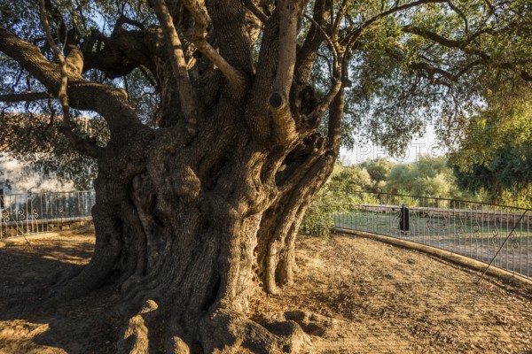 Ancient 1000-year-old olive tree, Santa Maria Navarrese, Gulf of Orosei National Park, Baunei,