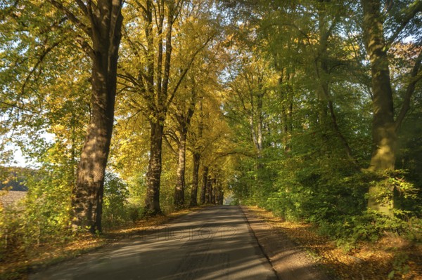 Autumnal avenue of lime trees (Tilia platyphyllo) s along a country road, Mecklenburg-Vorpommern,