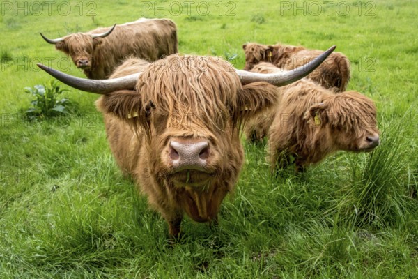 Highland cattle, Highland Cattle or Kyloe (Bos primigenius f. taurus), cow, shaggy coat covers