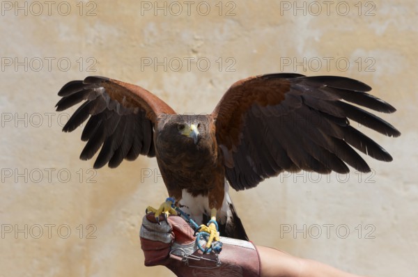 Goshawk with spread wings on a glove in front of a beige wall in daylight, captivity, Arcos de la