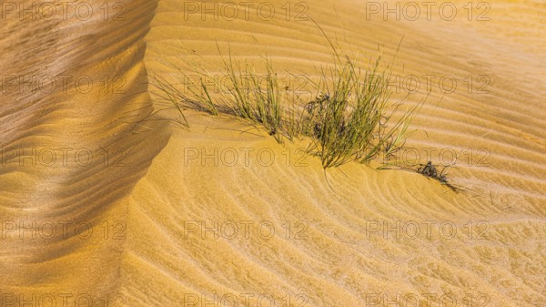 Green vegetation in a windswept sandy structure, Hugf stone desert, Arabian Peninsula, Sultanate of