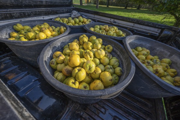 Freshly harvested quinces (Cydonia oblonga) in tonnes on a pickup truck, Mecklenburg-Vorpommern,