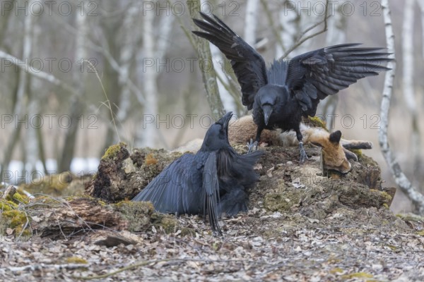 Two common raven (Corvus corax), fighting and feeding on the carcass of a red fox lying on stones