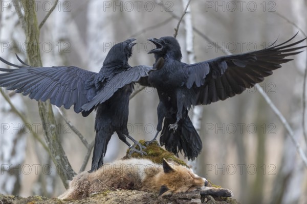 Two common raven (Corvus corax), fighting and feeding on the carcass of a red fox lying on stones