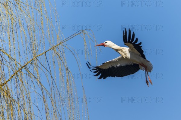 A stork flies next to an overhanging willow branch in the bright blue sky, white stork (Ciconia