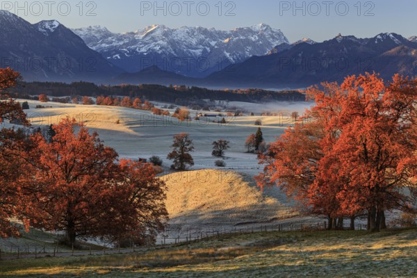 Autumn coloured trees, oaks, meadow, hoarfrost, morning light, Aidling, view of Zugspitze, Alpine