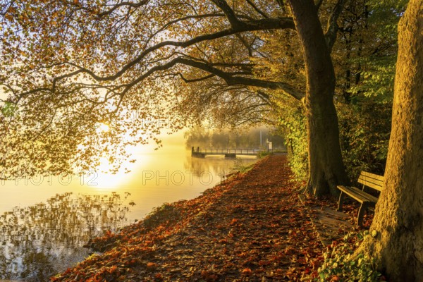 Autumn colours on the Platanen Allee, Hardenberg Ufer, lakeside path on Lake Baldeney, near Haus