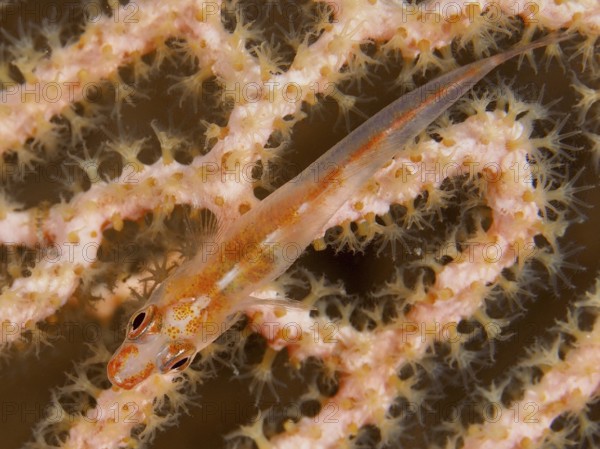 A delicate, almost invisible fish, Mozambique ghost goby (Pleurosicya mossambica), rests well