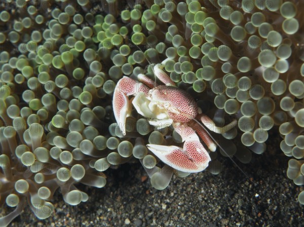 Small spotted porcelain crab (Neopetrolisthes maculatus) hidden between the tentacles of a green