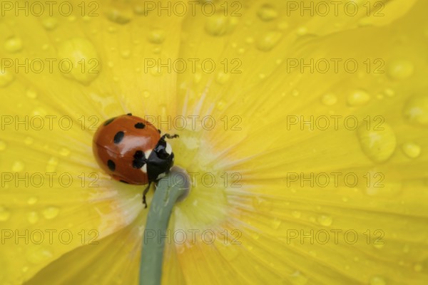 Seven-spot ladybird (Coccinella septempunctata) adult insect on a garden yellow poppy flower in