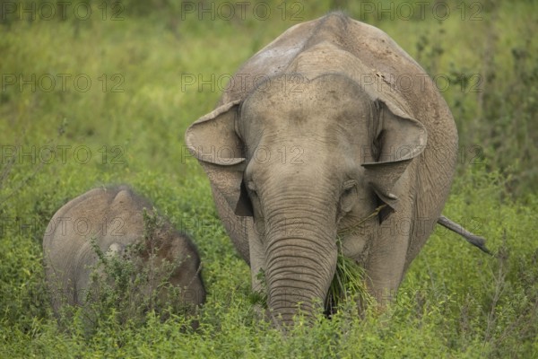 Indian elephants (Elephas maximus indicus), Khiri Khan, Hua Hin, Kui Buri National Park, Thailand,