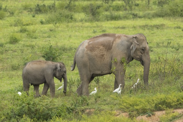 Indian elephants (Elephas maximus indicus), Khiri Khan, Hua Hin, Kui Buri National Park, Thailand,