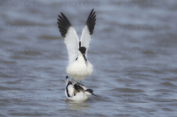 Pied avocet (Recurvirostra avosetta) two adult wading birds mating in shallow water, England,