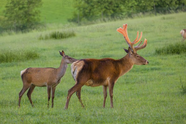 An Altai maral stag and a hind Altai wapiti or Altai elk (Cervus canadensis sibiricus) stand in a