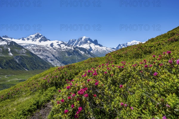 Mountain panorama with glaciated peaks and alpine roses, Aiguille Verte and Glacier du Tour, hike