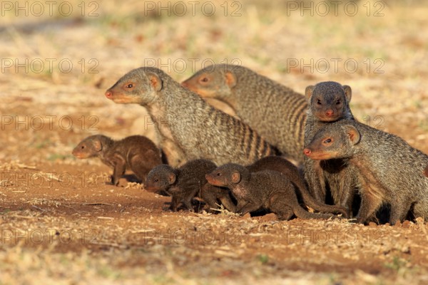 Zebra mongoose (Mungo mongoose), family with young, group, adult, at the den, Kruger National Park,