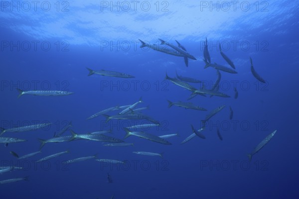 A large group of barracudas (Sphyraena sphyraena) swimming in the ocean water. Dive site Giens
