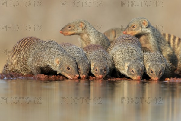 Zebra mongoose (Mungos mungo), adult, group, at the water, drinking, Kruger National Park, Kruger