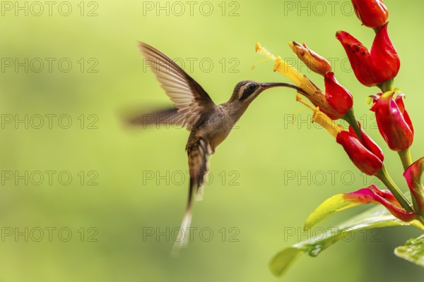 Long-billed Shadow Hummingbird (Phaethornis longirostris), Hummingbird (Trochilidae), Swiftbirds