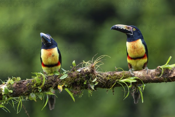 Collared Aracari (Pteroglossus torquatus), Toucans (Ramphastidae), Laguna del Lagarto Lodge,