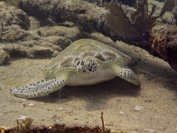 Hawksbill sea turtle (Eretmochelys imbricata imbricata) resting quietly on the sand, surrounded by