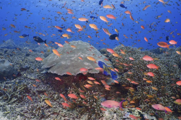 Lively underwater school of jewelled bannerfish (Pseudanthias squamipinnis) in front of a large