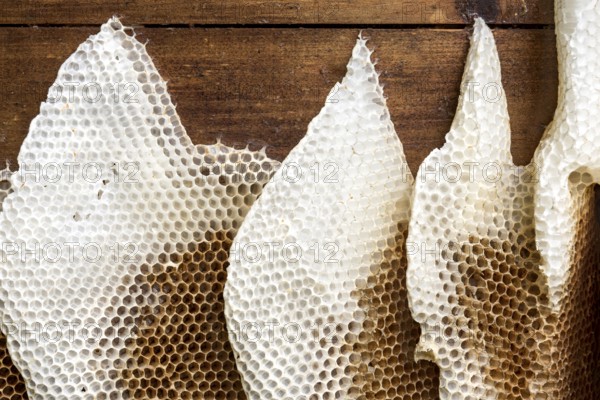 Honeycomb abandoned by colony, honeycomb, wild natural burrow on outside of hive, light-coloured