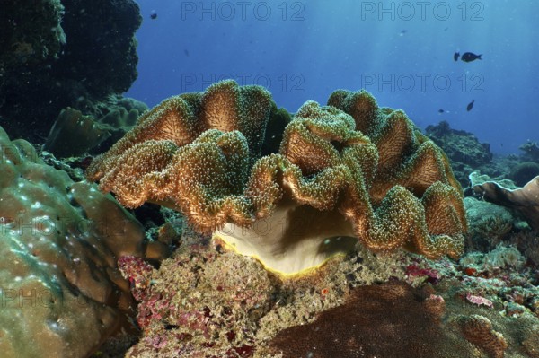 Mushroom leather coral (Sarcophyton glaucum) spreading on a rock in the clear sea, dive site