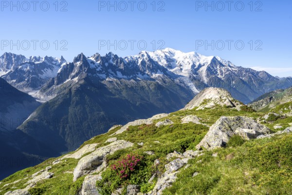 Mountain landscape with alpine roses, mountain panorama of the Mont Blanc massif with glaciated