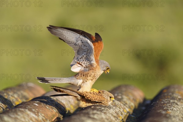 Pair of lesser kestrels (Falco naumanni), copula on the roof of an abandoned finca, Extremadura,