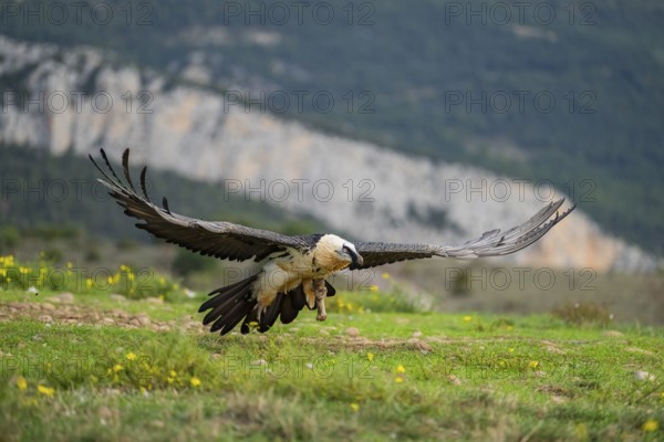 Bearded Vulture (Gypaetus barbatus) adult bird in flight with mountains in the backround, Pyrenees,