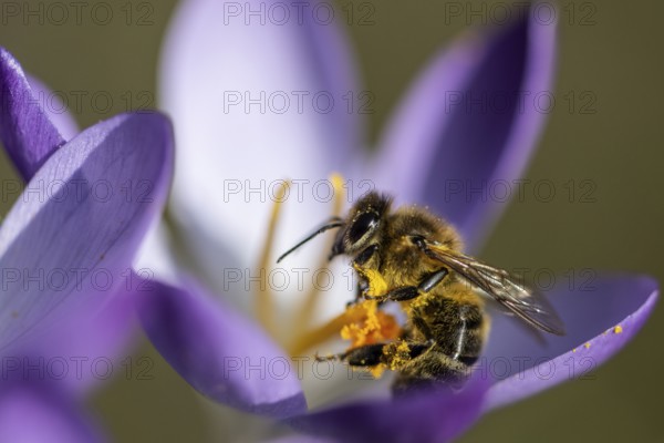 Elfin crocus (Crocus tommasinianus) with honey bee (Apis mellifera), Emsland, Lower Saxony,