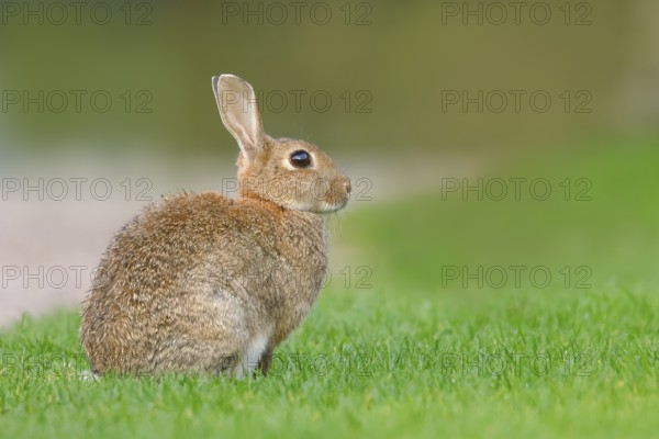 Wild rabbit (Oryctolagus cuniculus), in a meadow, adult, alert, wildlife, mammal, Baltic Sea coast,
