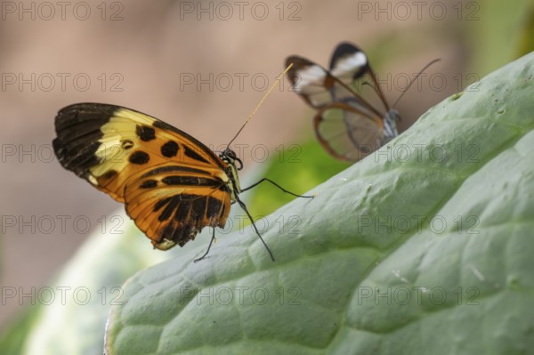 Ithomiine butterfly (Melinaea satevis) on a green leaf, Butterfly House, Botanical Garden or