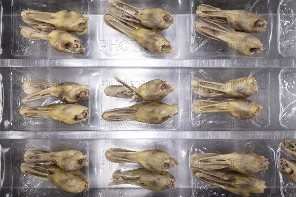 Production of salted duck heads in the Nan Jing Ying Tao Yo Co. Ltd. factory, a popular snack, the