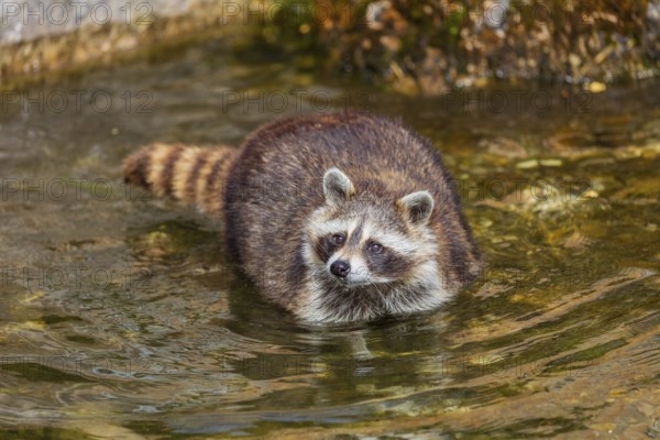 One adult Raccoon Procyon lotor, stands in the shallow water of a creek between rocks and searches