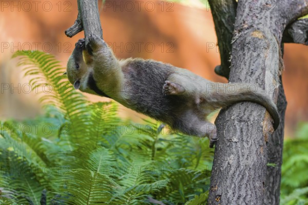 One southern tamandua (Tamandua tetradactyla), climbs in an artistic way in a tree in a forest