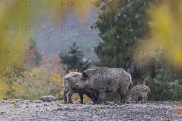 A group of wild boar or wild pig (Sus scrofa), walking over an opening in early morning light,