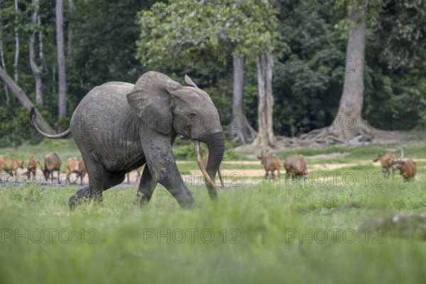 Forest elephant (Loxodonta cyclotis) and bongo antelope (Tragelaphus eurycerus) in the Dzanga Bai