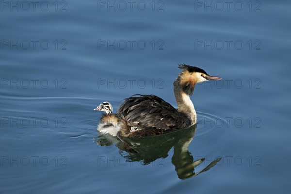 Great Crested Grebe (Podiceps Scalloped ribbonfish), swimming in the water with a chick in its