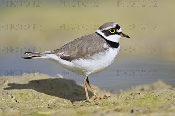 Little Ringed Plover (Charadrius dubius), standing in silt, Aue nature reserve, Reussegg, Sins,